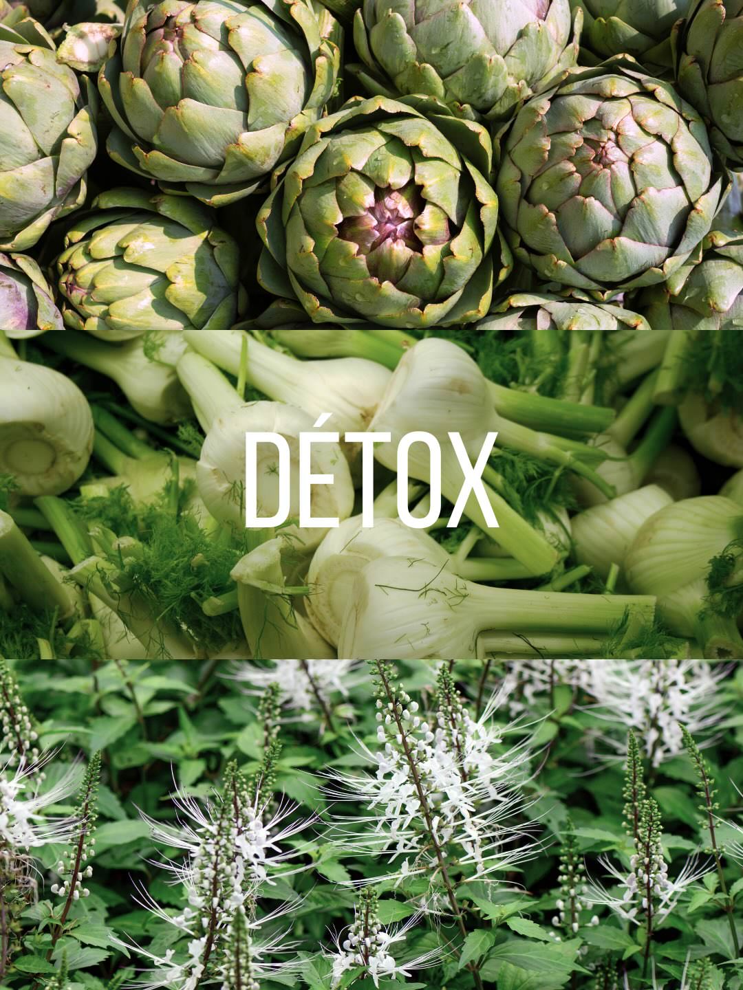 Plantes détox : artichauts, fenouil, orthosiphon